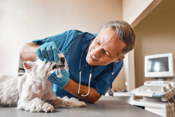 Best Emergency X-Rays and Diagnostics in New Holstein, WI